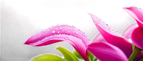 Delicate flowers, petals unfolding, vibrant colors, soft focus, water droplets, morning dew, gentle sunlight, 3/4 composition, shallow depth of field, warm color tone, cinematic lighting, HD resolutio