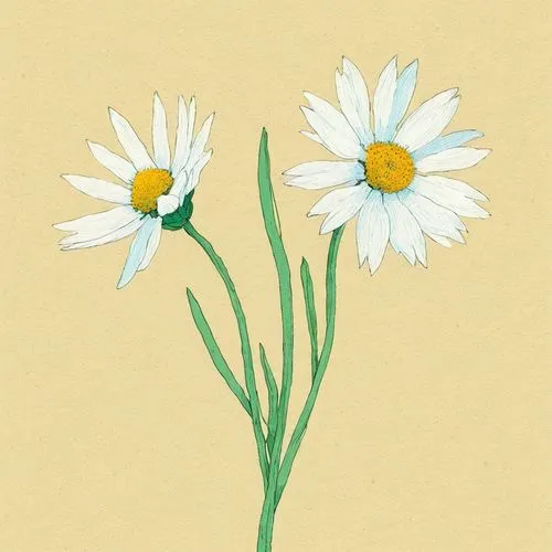 Edelweiss, comfort song, nostalgia from childhood, The Sound of Music,flower illustration,minimalist flowers,illustration of the flowers,marguerite daisy,daisy flowers,white daisies,common daisy,wood 