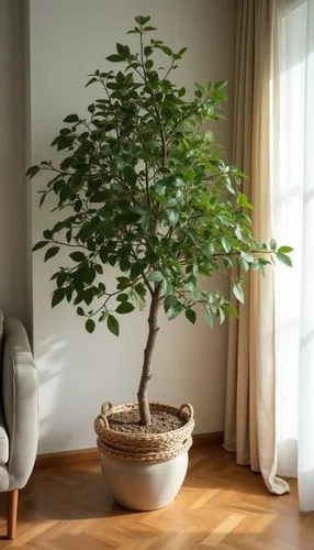 decorative tree in pot, living room,home staging,a tree in a pot next to a sofa,growing mandarin tree,bonsai tree,maple bonsai,indoor plant,bonsai,potted tree,maple tree in pot,elm bonsai,small tree,d