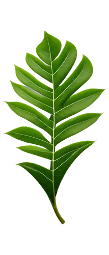 Leaves, green, delicate, intricate veins, curved shape, natural, soft focus, warm light, shallow depth of field, 3/4 composition, flat lay, transparent background, PNG format.,a green leaf on a green 