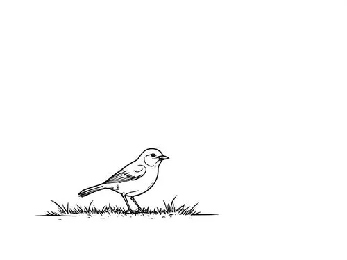 field pigeon,dotterel,line art birds,white grey pigeon,bird illustration,white pigeon,Design Sketch,Design Sketch,Rough Outline