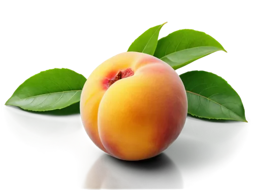 apricot,apricots,nectarine,peaches,peach,mango,yellow peach,guava,nectarines,mangos,vineyard peach,peach flower,peach tree,sapodilla,mangoes,peachpit,peach color,psidium,peach rose,persimmon,Conceptual Art,Daily,Daily 13