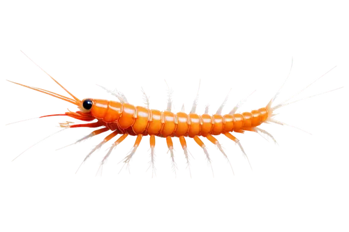 freshwater prawns,centipede,hairfinned silverfish,krill,amphipoda,larvae,earwig,lymantriidae,larva,larval,malacosoma americanum,millipedes,limulidae,silverfish,mealworm,blue devils shrimp,pilselv shrimp,arthropod,caridean shrimp,north sea shrimp,Illustration,Children,Children 03