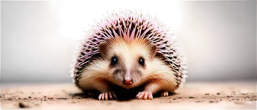 Prickly hedgehog, small size, white belly, brown back, curled up posture, tiny eyes, pink nose, sharp quills, detailed texture, soft focus, warm lighting, 3/4 composition, shallow depth of field.,echi