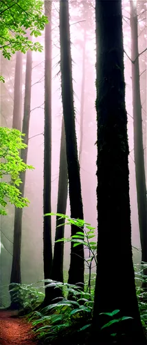 Tall trees, dense foliage, green leaves, branches stretching upwards, thick trunks, roots deep in earth, morning dew, soft sunlight filtering through leaves, 3/4 composition, shallow depth of field, w