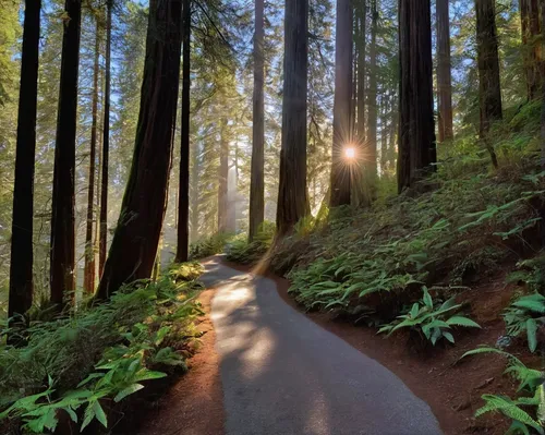 Light beams along the trail in the Del Norte Redwoods,redwoods,northwest forest,forest road,redwood,old-growth forest,end of the trail,redwood tree,forest path,vancouver island,oregon,northern califor