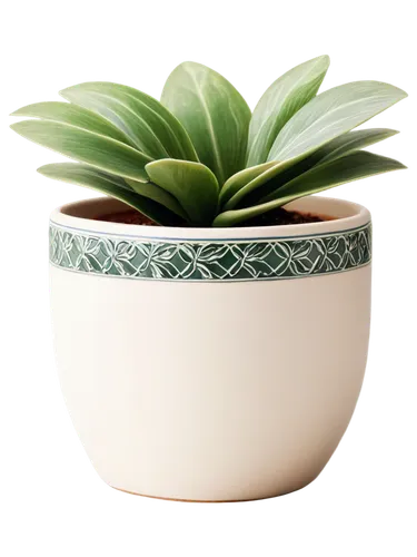 androsace rattling pot,plant pot,succulent plant,terracotta flower pot,garden pot,potted plant,flower pot holder,flowerpot,money plant,potted palm,wooden flower pot,pot plant,flower pot,plant pots,two-handled clay pot,mixed cup plant,plants in pots,agave azul,sansevieria,clay pot,Photography,Black and white photography,Black and White Photography 04