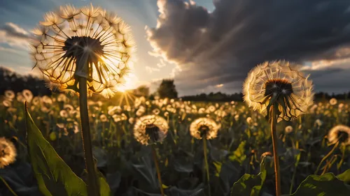 dandelion field,dandelion meadow,dandelions,taraxacum,taraxacum officinale,dandelion,dandelion background,flying dandelions,common dandelion,flower in sunset,dandelion flying,dandelion flower,meadow flowers,flowers field,field flowers,flower field,sunflower field,sun flowers,blooming field,sun daisies,Photography,General,Natural