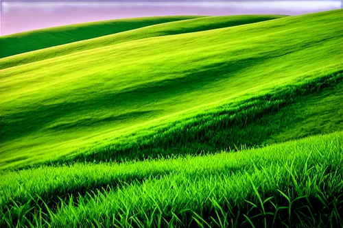 palouse,green landscape,green fields,green wallpaper,gras,green grass,windows wallpaper,green meadow,green wheat,grassland,green background,grasslands,greenfeld,landscape background,grass,green grain,grasslike,rolling hills,ricefield,cropland,Photography,Documentary Photography,Documentary Photography 25