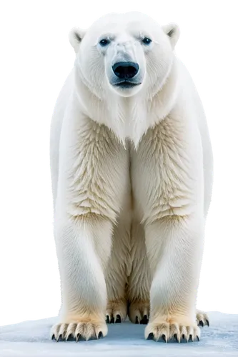 polar bear,polar,whitebear,polar aurora,icebear,aurora polar,ice bear,nordic bear,white bear,polar lights,polar bears,arctica,young polar bear,bearlike,polar cap,svalbard,arcticus,arturo,inuit,artic,Photography,Documentary Photography,Documentary Photography 13