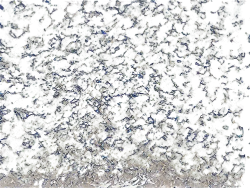 stereogram,stereograms,swarms,mayflies,teeming,swarm,multitude,multituberculata,grackles,aggregations,pfiesteria,swarming,tadpoles,starlings,mumuration,springtails,swarm of bees,locusts,aphids,microarrays,Photography,Fashion Photography,Fashion Photography 03