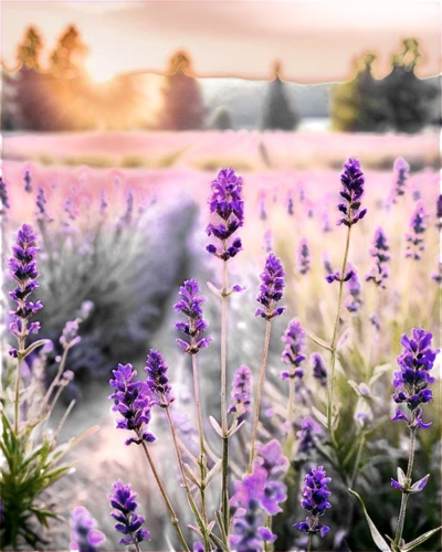 lavender field,lavender fields,lavender flowers,lupines,lavenders,lavander,lavender flower,lavender,the lavender flower,lupine,lavendar,lavandula,lupinus,lavender cultivation,lavender bunch,hyssop,flowers field,lupins,field of flowers,blooming field,Illustration,Realistic Fantasy,Realistic Fantasy 47