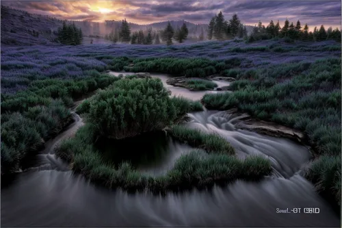 purple landscape,salt meadow landscape,landscape photography,flowing creek,fluvial landforms of streams,cd cover,flowing water,river landscape,stream bed,mountain stream,water flow,larch forests,sea-lavender,wild water,snake river lakes,natural landscape,water-the sword lily,watercourse,salt meadows,braided river