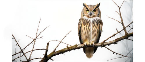 Nocturnal owl, moonlit background, solo, perched, wise eyes, white feathers, soft plumage, sharp talons, branches, leaves, misty atmosphere, foggy effect, cinematic lighting, shallow depth of field, w