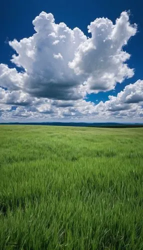 辽阔的草原，蓝天白云,windows wallpaper,grasslands,landscape background,grassland,meadow landscape,plains,green landscape,wheatfield,nature background,background view nature,prairies,flatlands,salt meadow landsc