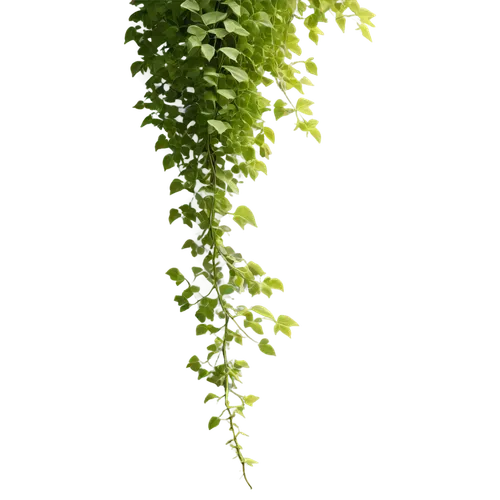 fern plant,leaf fern,intensely green hornbeam wallpaper,chervil,ostrich fern,parsley leaves,cilantro,gremolata,phyllanthus emblica,fern,hanging plant,hornwort,maidenhair tree,upright yellow sorrel,real coriander,parsley,aquatic herb,acacia,arugula,currant leaves,Conceptual Art,Sci-Fi,Sci-Fi 16