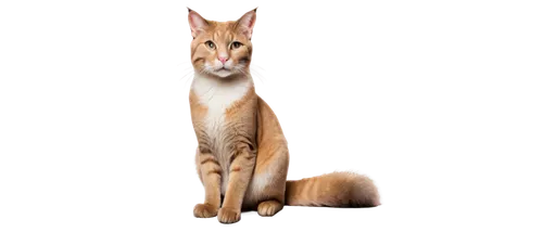 abyssinian cat,abyssinian,caracal,orange tabby cat,firestar,orange tabby,abyssinians,firecat,felidae,brambleclaw,hairtail,cat vector,felo,red tabby,catulus,fennec fox,ginger cat,servals,british longhair cat,dhole,Illustration,Retro,Retro 03