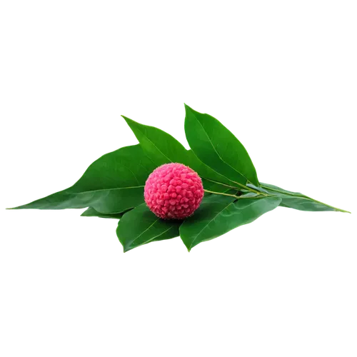 watermelon background,raspberry leaf,watermelon wallpaper,lychee,green wallpaper,pink green,forest fruit,spring leaf background,myrtus,marberry,lychees,guava,aaa,nature background,green background,fir tree ball,raspberry bush,aaaa,grass golf ball,marimo,Photography,Documentary Photography,Documentary Photography 01