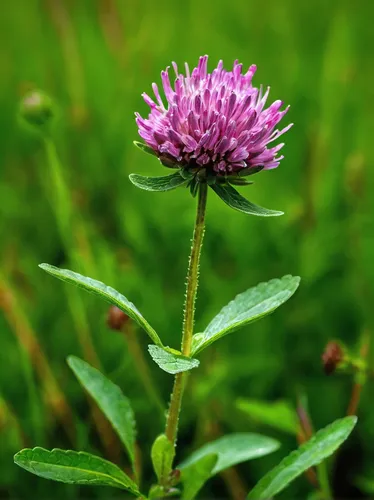 Describe the beauty and fragility of a red clover flower in a serene meadow.,red clover flower,trifolium incarnatum,trifolium repens,trifolium medium,red clover,trifolium pratense,trifolium,bluish whi