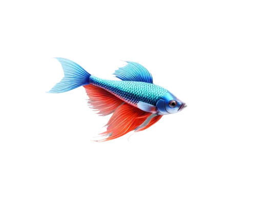 siamese fighting fish,betta splendens,betta fish,fighting fish,glofish,betta,blue fish,dartfish,playfish,blue stripe fish,ornamental fish,squirrelfish,rainbowfish,snapfish,beautiful fish,guardfish,cychropsis,poisson,fish,fishkind,Illustration,Vector,Vector 06