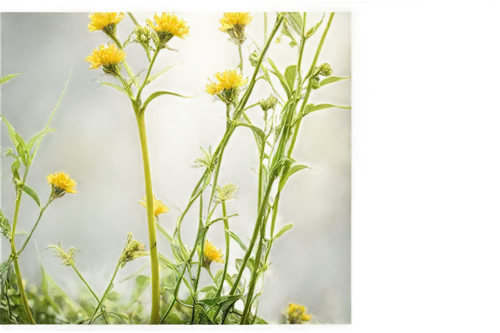 solidago,camelina,groundsel,fennel flower,loosestrife,fleabane,herbs flowers,goldenrod,guayule,helichrysum,late goldenrod,rabbitbrush,meadow plant,panicle,medicago,galium,hieracium,ragwort,starthistle,coreopsis,Photography,Documentary Photography,Documentary Photography 18