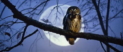 Nocturnal bird, owl, night scene, moonlight, full moon, dark forest, misty atmosphere, glowing eyes, round glasses, soft feathers, white belly, brown back, talons, perched on branch, twisted tree, lea