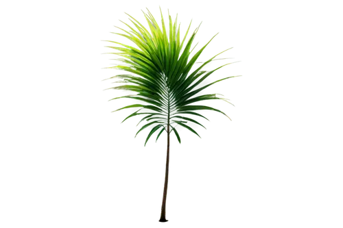 Palm tree, tall, slender trunk, green leaves, feathery fronds, gentle sway, morning sunlight, soft shadows, 3/4 composition, shallow depth of field, warm color tone, cinematic lighting, tropical atmos