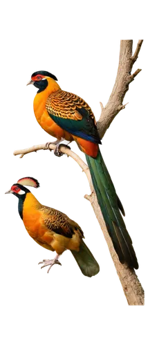 european bee eater,bushshrike,colorful birds,tanagers,gujarat birds,aracama,minivet,sunbirds,trogons,birds gold,bushshrikes,gold finch,finch in liquid amber,birds on a branch,passerine,passerine bird,birds on branch,jacanas,bird pattern,alcedo,Illustration,Retro,Retro 01