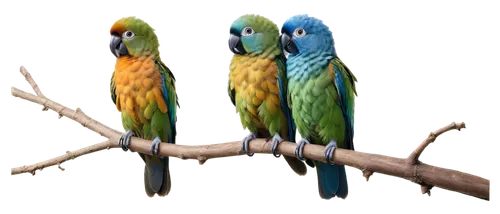 Love birds, perched together, colorful plumage, green and blue feathers, small beaks, round eyes, tiny legs, claws grasping branch, tenderly touching beaks, sweet gaze, soft sunlight, warm color tone,