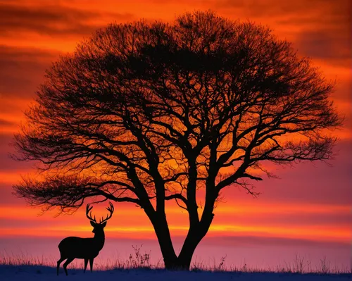 A peaceful winter dawn, a deer silhouetted against a vibrant orange sky.,deer silhouette,glowing antlers,elk,lone tree,red deer,hartebeest,whitetail buck,animal silhouettes,kudu,antelope,european deer