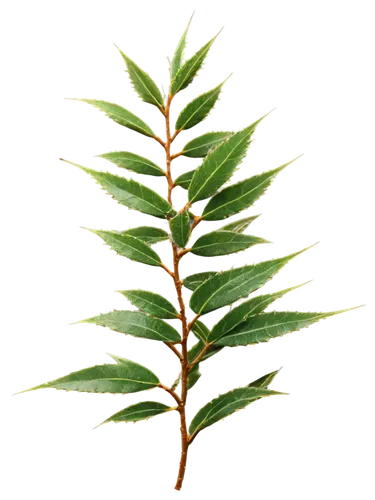 Thorny branch, dark green leaves, sharp thorns, twisted shape, detailed texture, morning dew, soft natural light, 3/4 composition, shallow depth of field, warm color tone, cinematic lighting.,diospyro