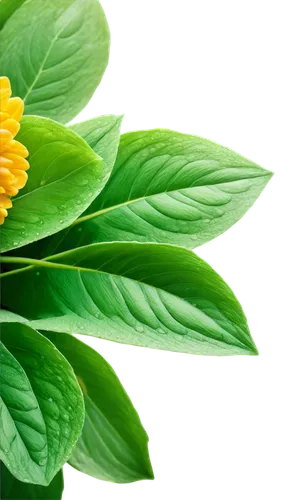 flowers png,lemon basil,aromatic herbs,tanacetum balsamita,safflower,aromatic plant,fenugreek,spring leaf background,lemon myrtle,naturopathy,ruprecht herb,aromatic herb,tea flowers,calendula officinalis,bay-leaf,mustard plant,lemon flower,homeopathically,tea plant,chrysanthemum background,Illustration,Abstract Fantasy,Abstract Fantasy 08