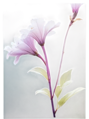 Purple and white flowers, delicate petals, soft focus, gentle curves, subtle gradient, intricate details, tender stems, leaves with veins, morning dew, warm sunlight, 3/4 composition, shallow depth of