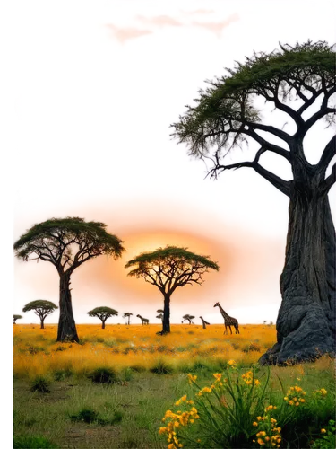 adansonia,baobabs,baobab,serengeti,zambezian,africa,savane,baobab oil,tsavo,afrika,east africa,africano,batswana,afrique,makgadikgadi,tree of life,lonetree,matabeleland,omondi,tingatinga,Photography,Documentary Photography,Documentary Photography 23