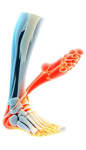 metacarpal,hindlimb,hand draw vector arrows,reflex foot sigmoid,ulnar,light fractural,ligamentum,forelimb,tendons,scaphoid,metacarpals,ligamentous,sky hawk claw,foot reflex,hand digital painting,extensor,sesamoid,flexor,foot reflex zones,metatarsal,Conceptual Art,Sci-Fi,Sci-Fi 18