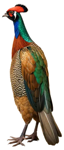 ring necked pheasant,pheasant,tragopan,common pheasant,male peacock,bird png,meleagris gallopavo,pavo,tragopans,gouldian,peacock,gujarat birds,australian bird,brahminy duck,carpodacus,cockrel,gamefowl,pajarito,an ornamental bird,gallirallus,Conceptual Art,Oil color,Oil Color 12