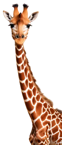 melman,giraffe,kemelman,giraffa,neck,gazella,cheeta,madagascan,serengeti,katoto,immelman,necks,cheetor,animal mammal,fractalius,long neck,savane,giraudo,giraffe plush toy,long necked,Conceptual Art,Fantasy,Fantasy 18