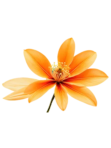 flowers png,orange flower,orange lily,flower background,orange dahlia,lotus png,orange petals,paper flower background,flame flower,decorative flower,magnolia star,flower illustrative,flower illustration,orange flowers,guernsey lily,passiflora,orange blossom,two-tone flower,lily flower,artificial flower,Illustration,Retro,Retro 21