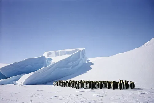 Antarctic-World-1.jpg,emperor penguins,penguin parade,king penguins,antarctic,south pole,penguins,emperor penguin,antarctic bird,antarctica,donkey penguins,arctic antarctica,african penguins,antarctic