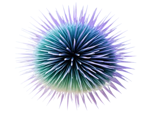 sea-urchin,sea urchin,spirography,spirograph,magnetic field,crown chakra flower,urchin,spectrum spirograph,crown chakra,ball thistle,sea urchins,spiny,new world porcupine,plasma ball,globe thistle,purple salsify,gradient mesh,thistle,torus,knapweed,Illustration,Black and White,Black and White 08