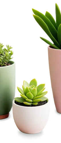 succulent plant,plants in pots,succulents,small plants,beautiful succulents,potted plants,plantes,hostplants,little plants,houseplants,cactus digital background,green plants,house plants,potted plant,plants,plantlets,hostplant,plant pots,flowering succulents,plantas,Art,Classical Oil Painting,Classical Oil Painting 29