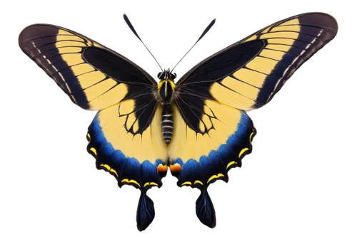 ornithoptera,butterfly vector,papilio machaon,hybrid black swallowtail butterfly,swallowtail butterfly,papilio,swallowtail,graphium,eastern tiger swallowtail,machaon,eastern black swallowtail,swallowtails,butterfly background,inotera,butterfly clip art,ulysses butterfly,zygaena,cotingidae,french butterfly,lepidopteran,Illustration,Paper based,Paper Based 26