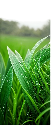 wheat germ grass,dew on grass,green wallpaper,aaa,monsoon banner,cleanup,green grain,foxtail barley,triticale,plant oil,crop plant,barley cultivation,green background,drops plant leaves,wheat germ oil,ricefield,green wheat,arrowgrass,grass fronds,patrol,Art,Artistic Painting,Artistic Painting 29