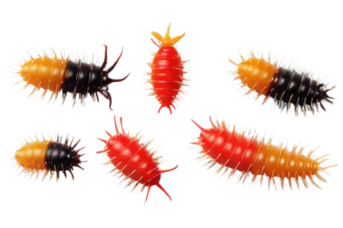 garridos,diwali background,centipede,firebugs,christmastree worms,diwali wallpaper,millipede,diwali banner,millipedes,pupal,vijayadashami,centipedes,pyrotechnic,pupae,cocoons,dussehra,softspikes,oecomys,diwali,pompons,Illustration,Vector,Vector 05