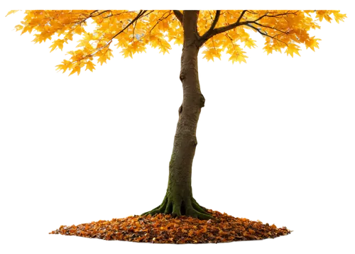 autumn tree,autumn background,tangerine tree,flourishing tree,deciduous tree,light of autumn,small tree,autumn theme,seasonal tree,autumn decoration,celtic tree,autuori,seasonal autumn decoration,orange tree,isolated tree,autumn icon,maple tree,autumn frame,tree torch,leaf background,Conceptual Art,Oil color,Oil Color 15