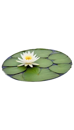 pond lily,lotus on pond,white water lily,water lily,flower of water-lily,water lily plate,water lily flower,water lilly,lily pad,water lily leaf,waterlily,white water lilies,pond flower,lotus png,large water lily,water lotus,water lilies,waterlilies,lily pads,water flower,Photography,Black and white photography,Black and White Photography 06