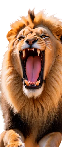 panthera leo,lion,roaring,leonine,roar,lion - feline,lion head,to roar,tigon,african lion,male lion,magan,goldlion,lion number,forest king lion,aslan,tigr,roars,skeezy lion,kion,Photography,Black and white photography,Black and White Photography 09