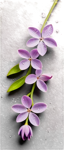 flowers png,bookmark with flowers,oxalis,oxalis iron cross,grape-grass lily,oxalis triangularis,petals purple,oxalis deppei iron cross,artificial flower,purple flowers,purple flower,decorative flower,flower purple,osteospermum,purple crocus,cut flowers,fernleaf lavender,spathoglottis,violet flowers,flower illustrative,Unique,Design,Knolling