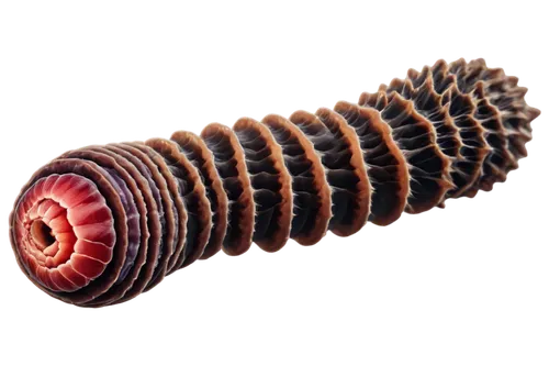 Tapeworm, cat's internal organ, parasitic creature, long thin body, segmented sections, suckers on head, microscopic details, transparent background, dark brown color, soft focus, shallow depth of fie