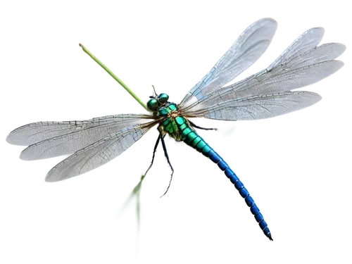 Dragonfly, insect, delicate wings, iridescent blue body, green eyes, long slender body, transparent wings with veins, hovering in air, gentle fluttering, soft focus, warm natural light, close-up shot,